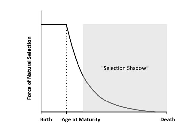 The selection shadow is the diminished force of selection with age and reproductive decline. Source: Fabian and Flatt, 2011