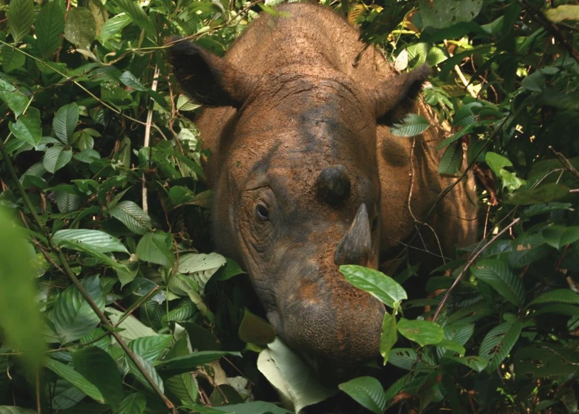 Scientists race to save the Sumatran rhino as last male in Malaysia dies