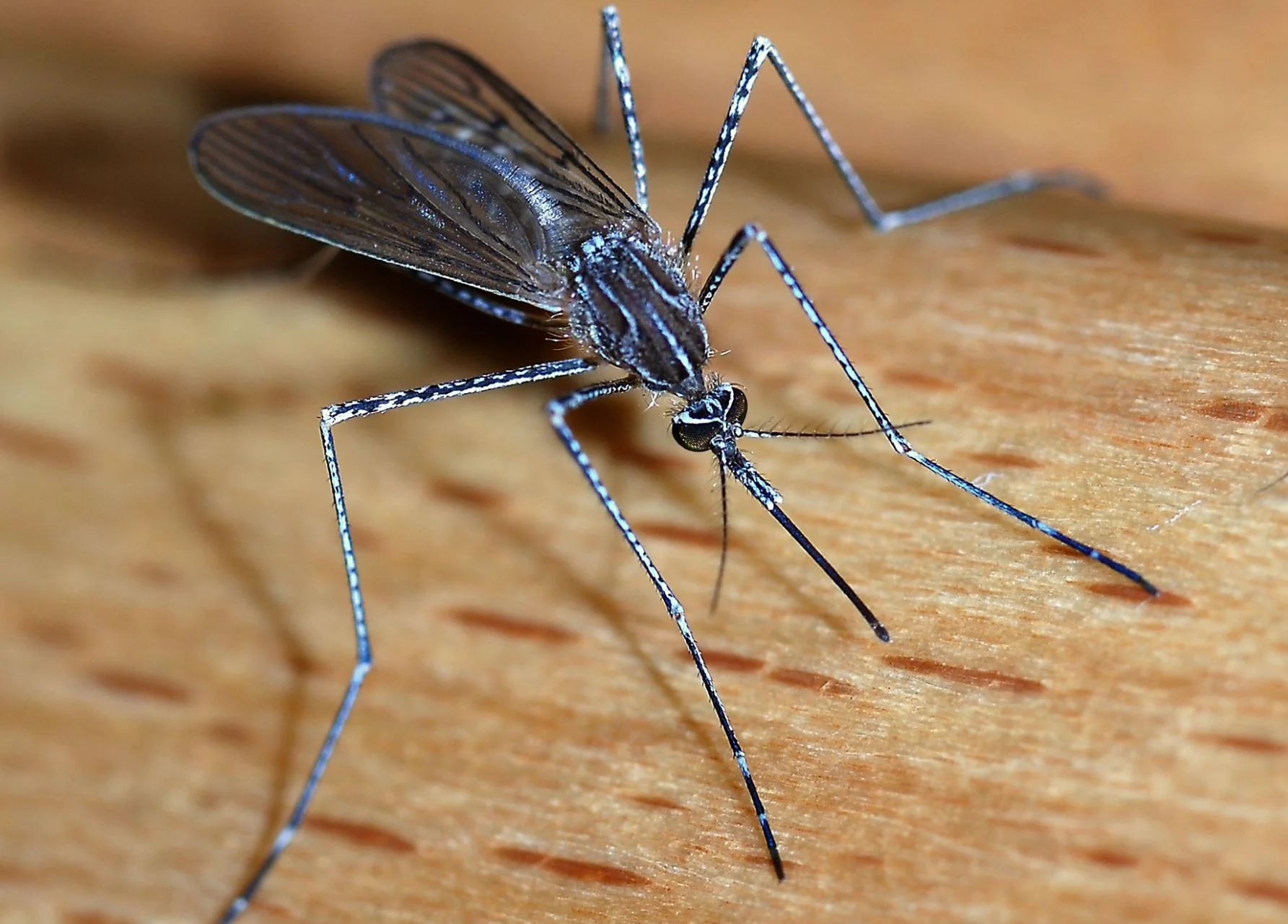 Feeding mosquitoes sugar makes them less likely to bite – but don’t go leaving out sugary treats just yet