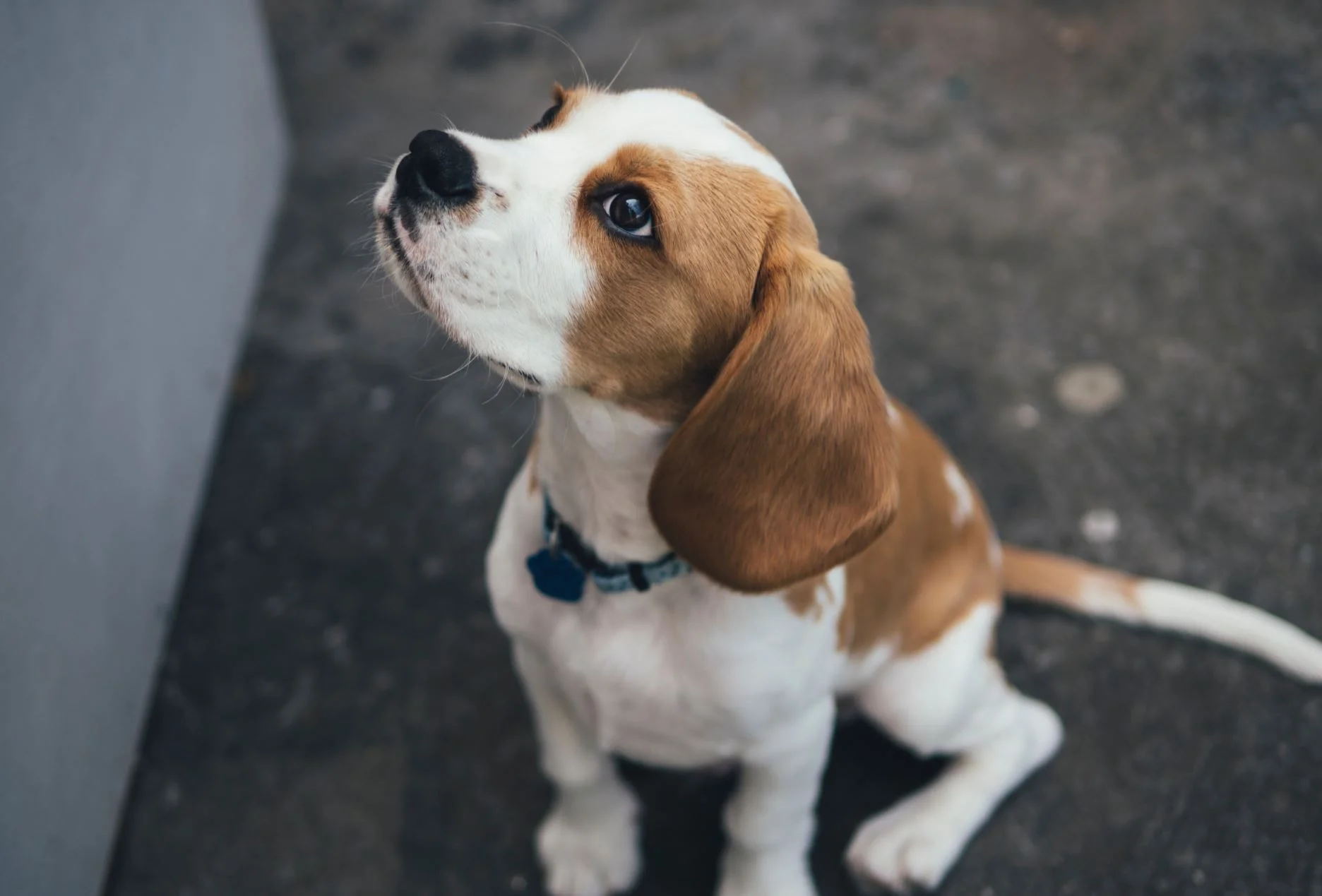 Man’s stressed friend: how your mental health can affect your dog
