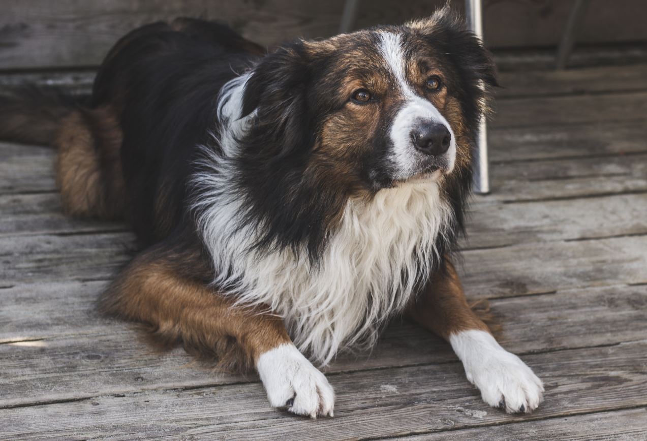 Border collies were used as part of the study - Image Credit: Echo Grid via Unsplash