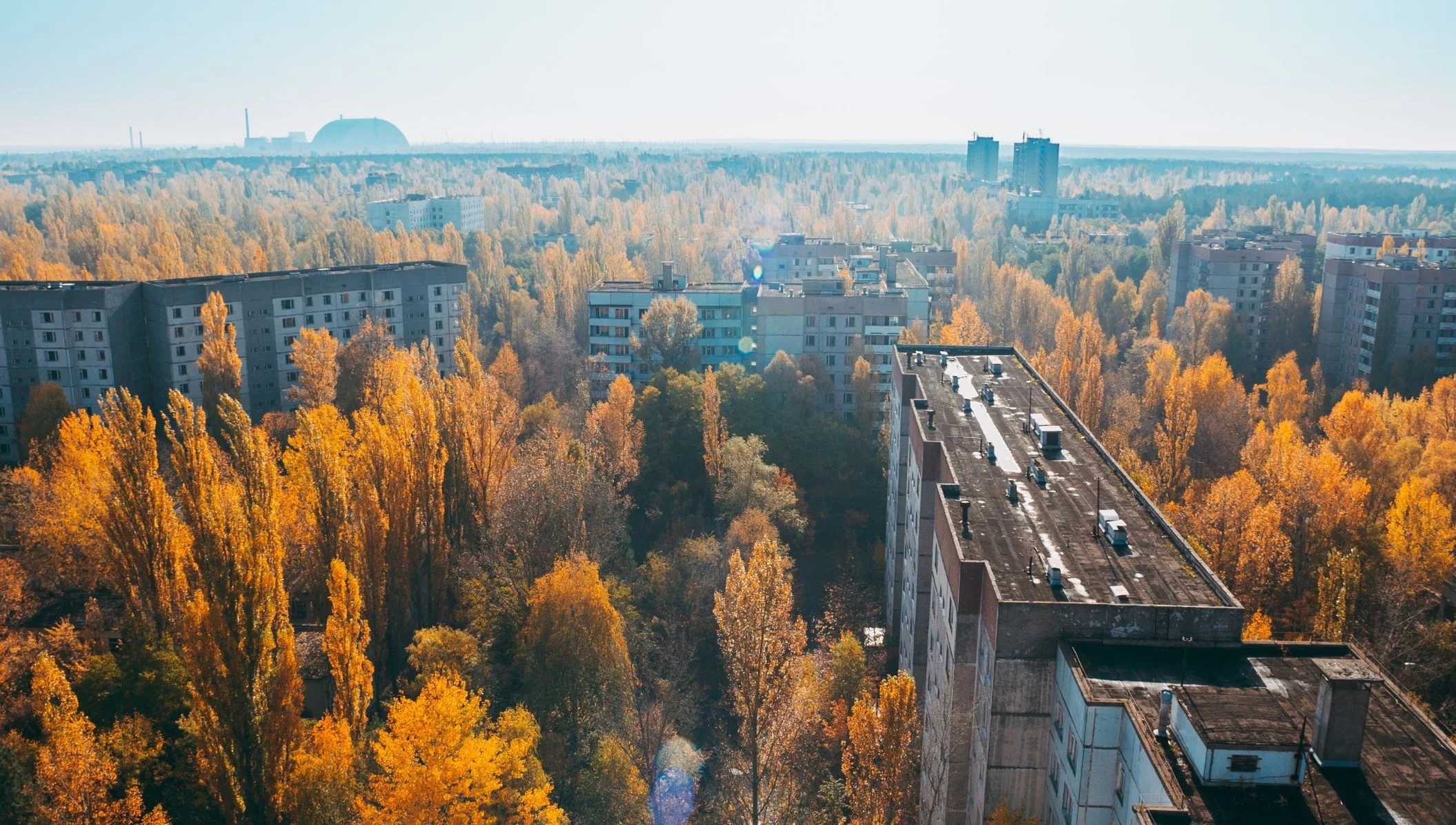 Why plants don’t die from cancer