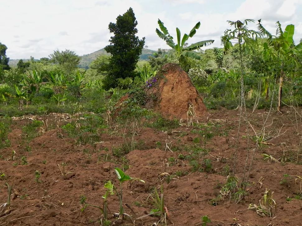 Forest restoration on small farms bordering Mpanga Forest Reserve, Uganda, can bring high levels of benefits and is relatively feasible to achieve. - Image Credits: Robin Chazdon, CC BY-ND