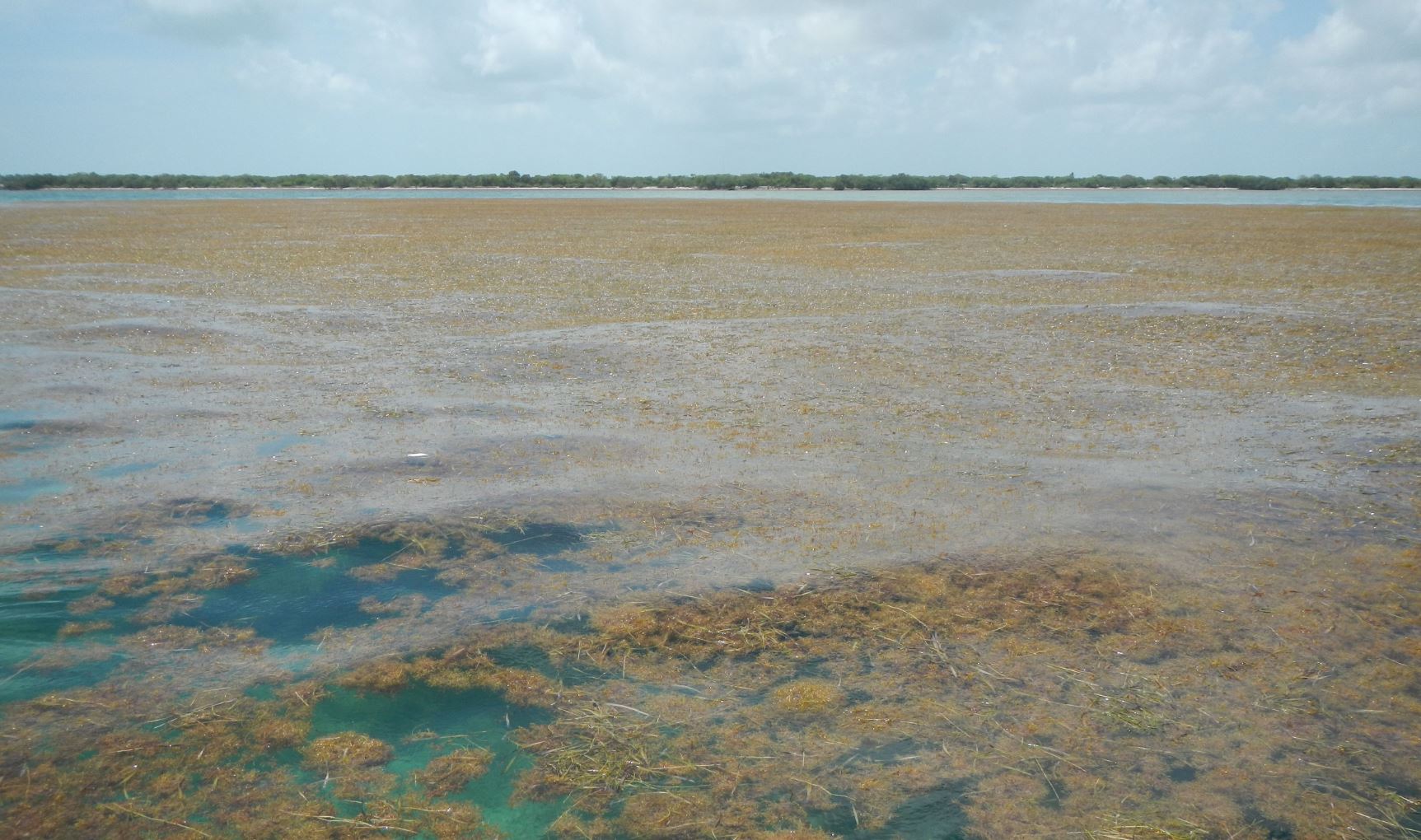 NASA Satellites Find Biggest Seaweed Bloom in the World!