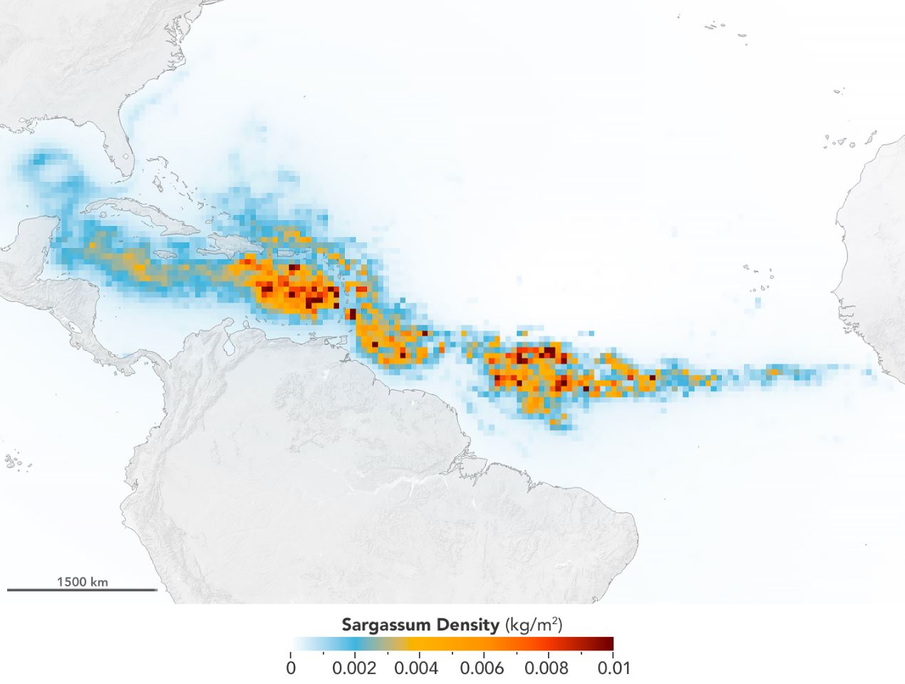 The Great Atlantic Sargassum Belt in July 2018.Scientists used NASA’s Moderate Resolution Imaging Spectroradiometer (MODIS) on Terra and Aqua satellites to discover the Great Atlantic Sargassum Belt (GASB), which started in 2011. It has occurred every year since, except 2013, and often stretches from the west coast of Africa to the Gulf of Mexico. - Image Credit: NASA/Earth Observatory. Data provided by Mengqiu Wang and Chuanmin Hu, USF College of Marine Science