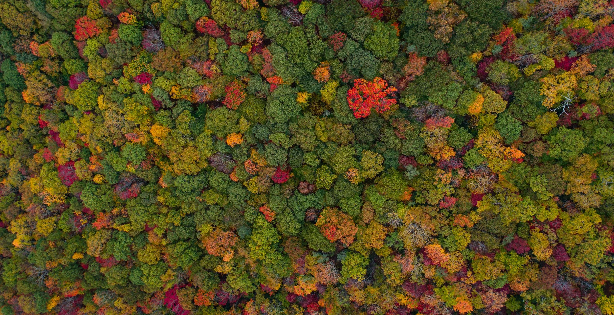 Reforesting an area the size of the US needed to help avert climate breakdown, say researchers – are they right?