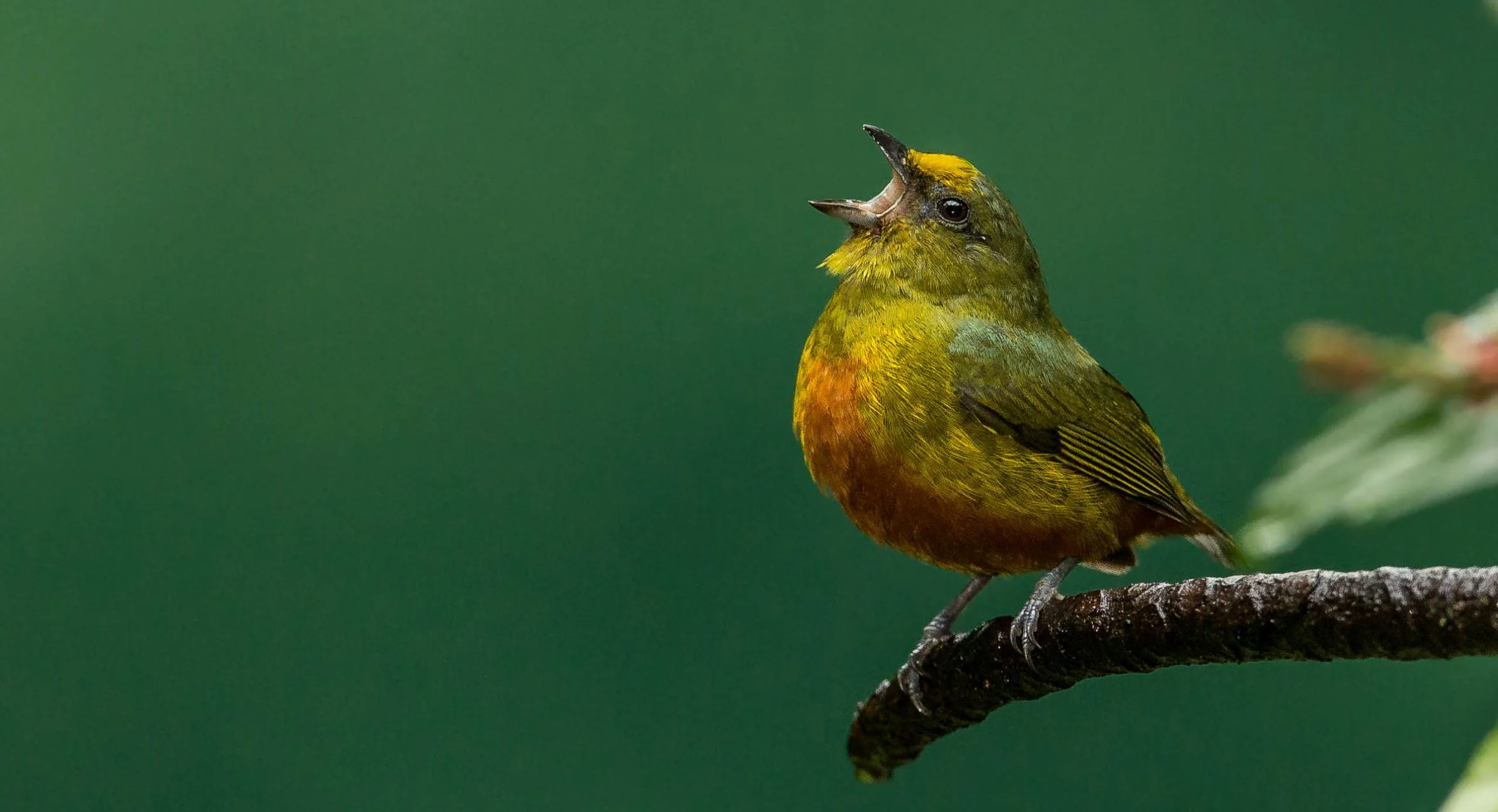 Curious kids: Why do birds sing?