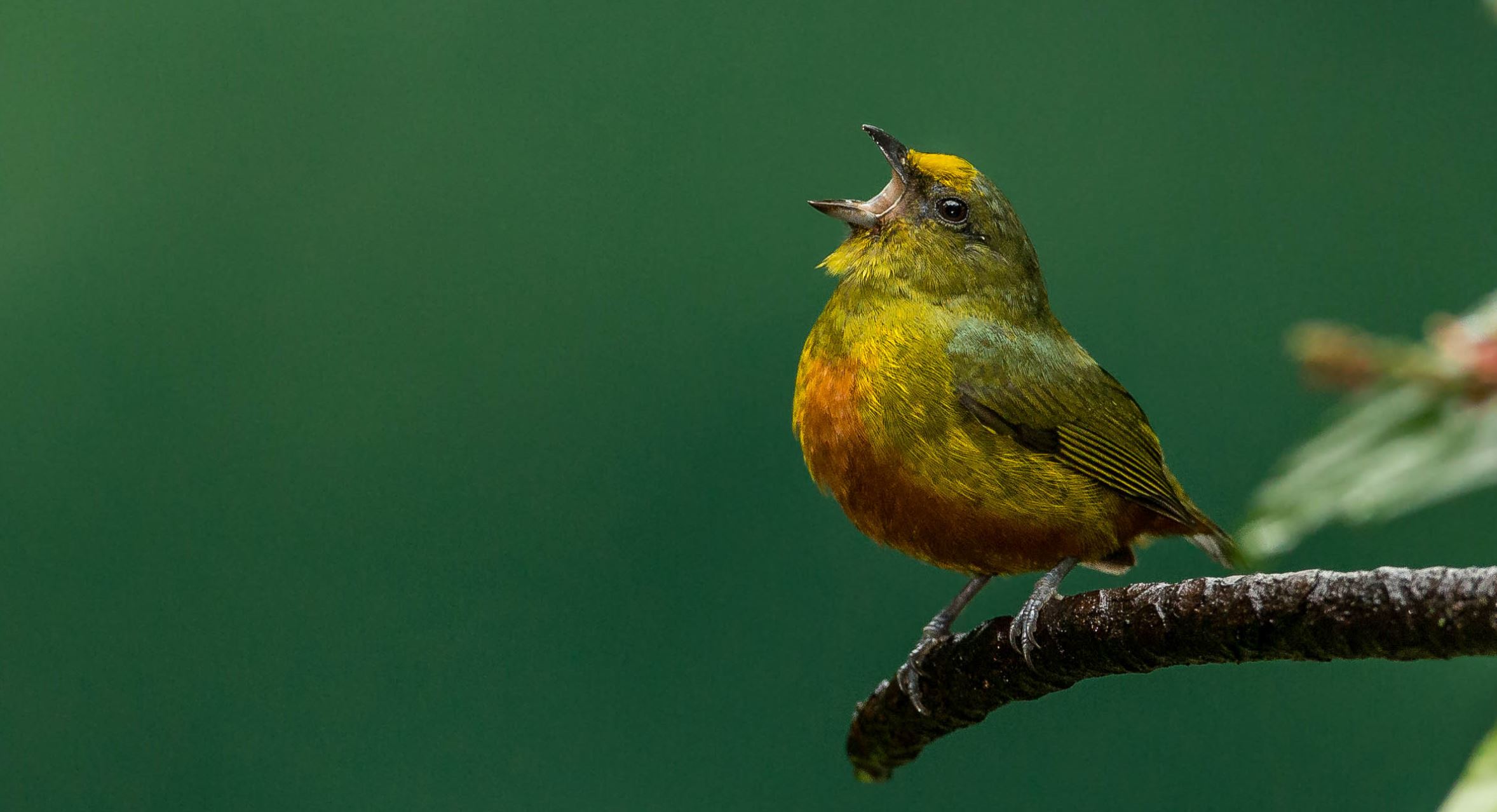 A male Olive-backed Euphonia ( Euphonia gouldi ), photographed in Costa Rica. - Image Credits: Andy Morffew via flickr , CC BY