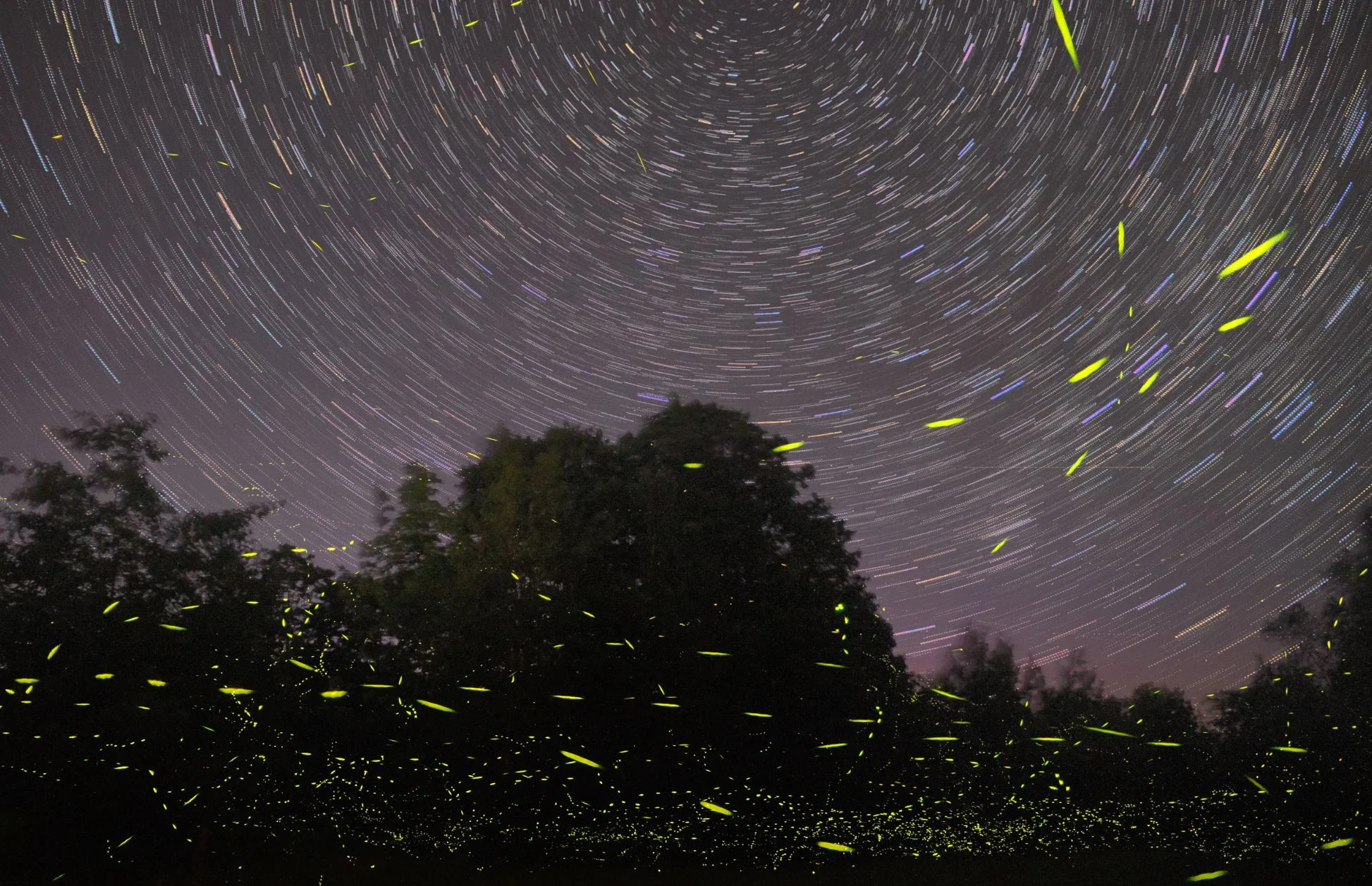 How fireflies glow – and what signals they’re sending