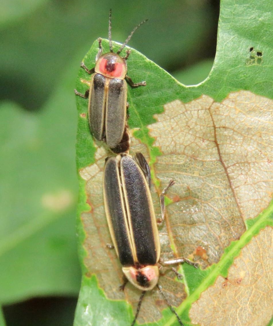 Mating Photinus pyralis . - Image Credit: Clyde Sorenson, CC BY-ND - (click to enlarge)