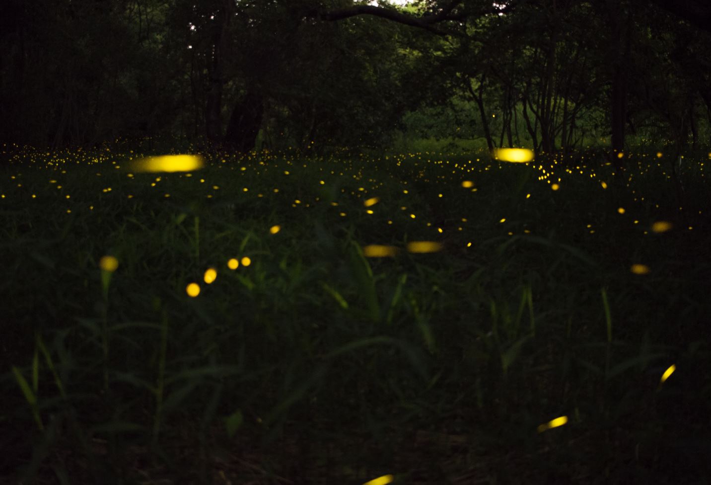 Once fireflies lose a pocket of habitat, it’s unlikely they’ll come back. - Image Credit: toan phan via Unsplash