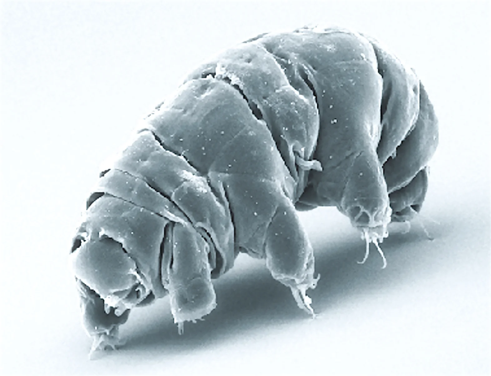 Image Credit: Schokraie E, Warnken U, Hotz-Wagenblatt A, Grohme MA, Hengherr S, et al. (2012) via Wikimedia Commons