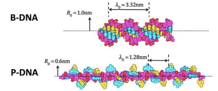 Two forms of DNA. Parker &amp; Jeynes, Fig.1 of Scientific Reports 9|10779 (2019); Modified from Fig. 5 of Allemand et al. Proc. Natl. Acad. Sci. USA 95, 14152–14157 (1998), CC BY