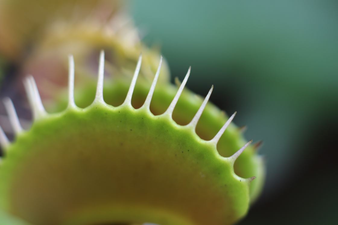 A venus flytrap - Image Credit: Jeffery Wong via Unsplash