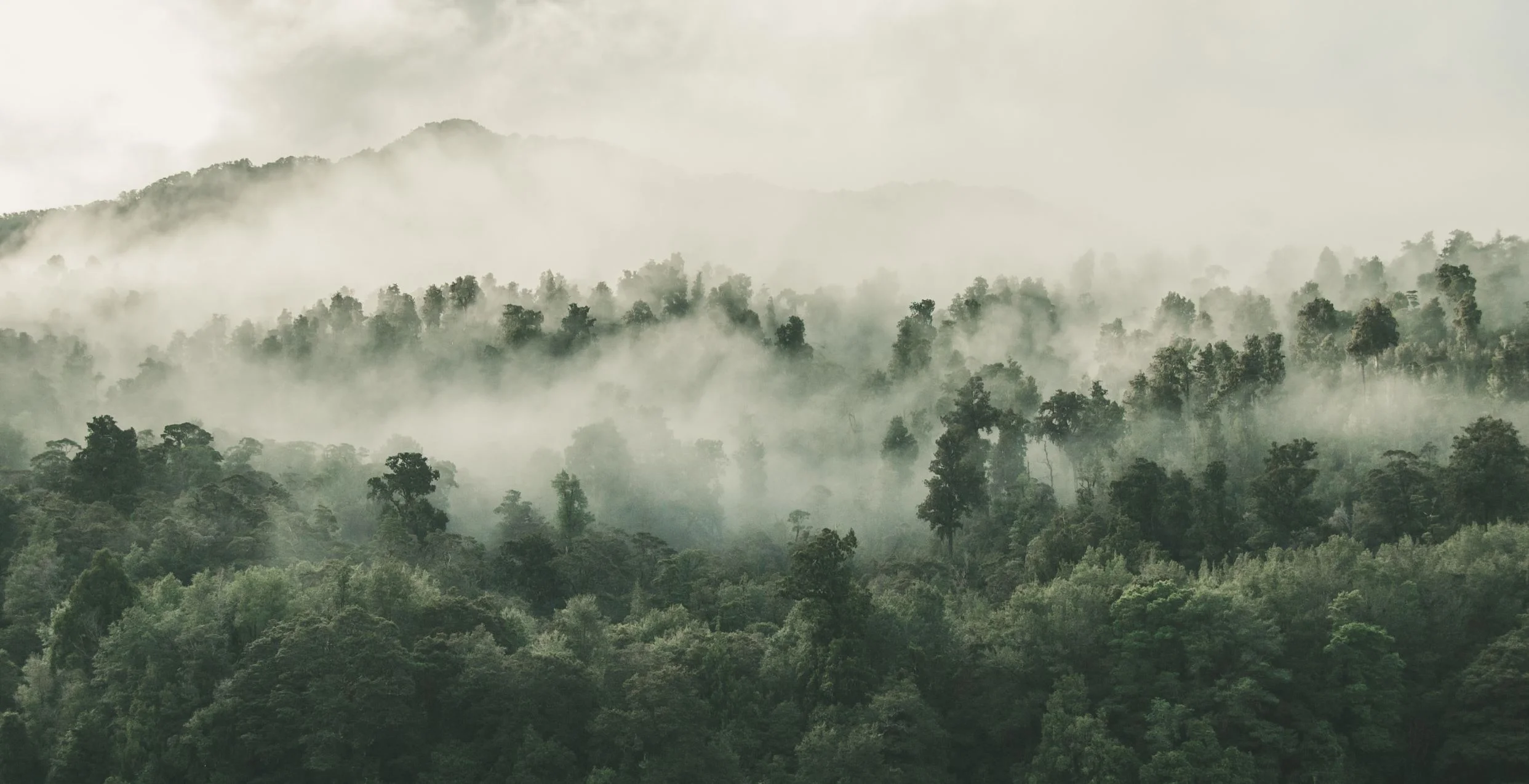 Plants communicate via scents, can we decipher their messages?