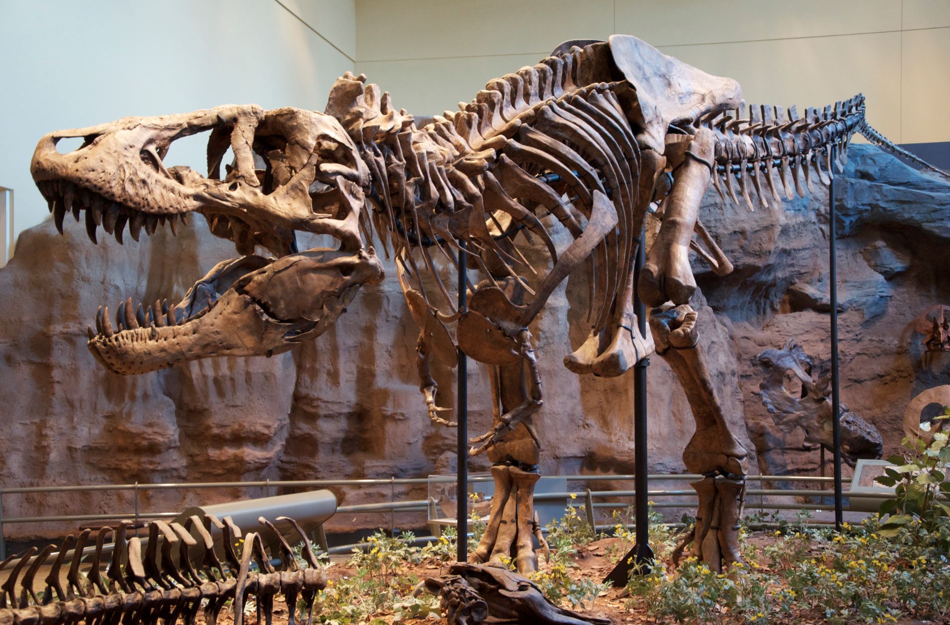 The massive T-rex is a sight to behold. Here seen at the Carnegie Museum of Natural History in Pittsburgh - Image Credit: ScottRobertAnselmo via Wikimedia Commons