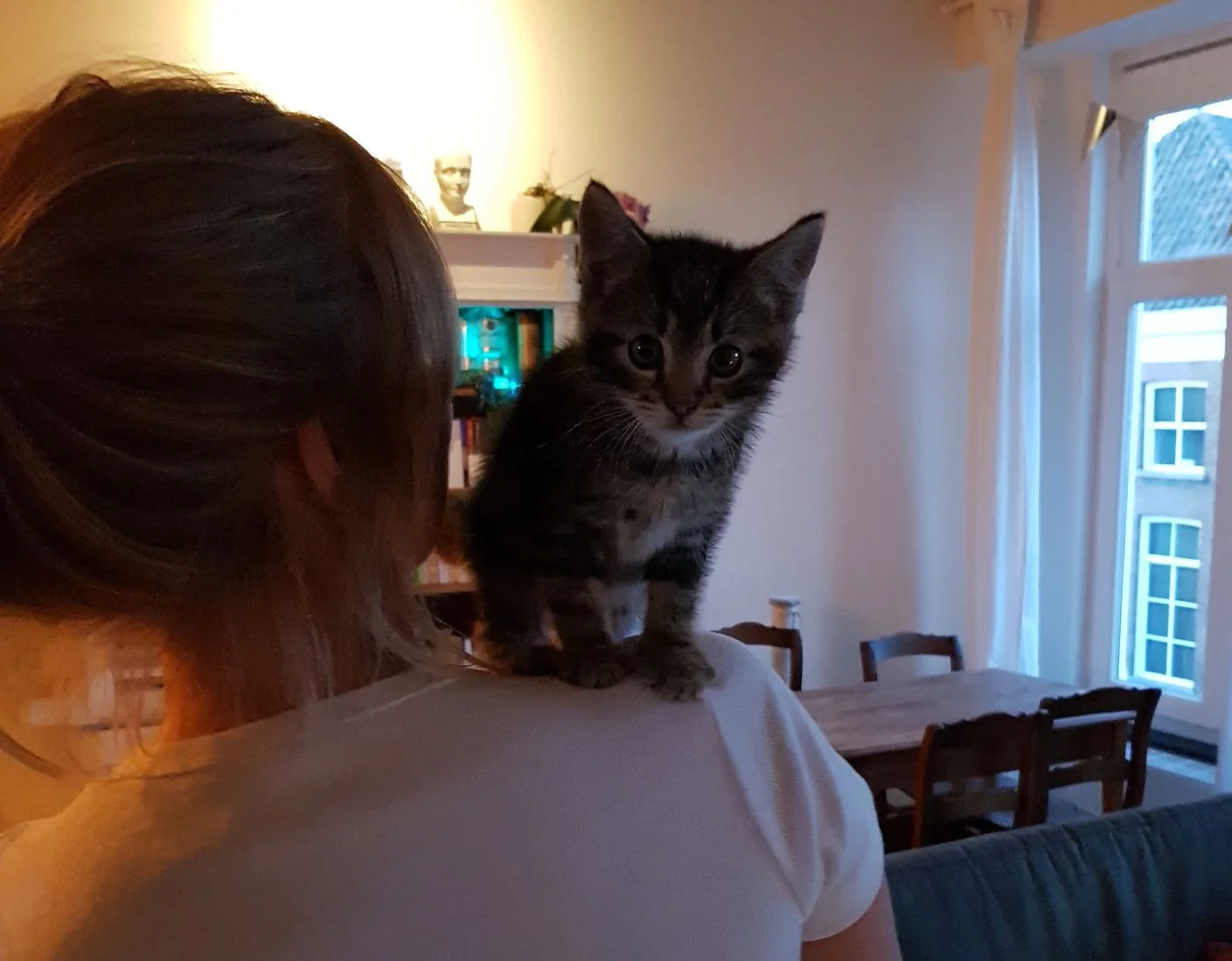 Contrary to popular belief, study shows that cats are actually really attached to their humans