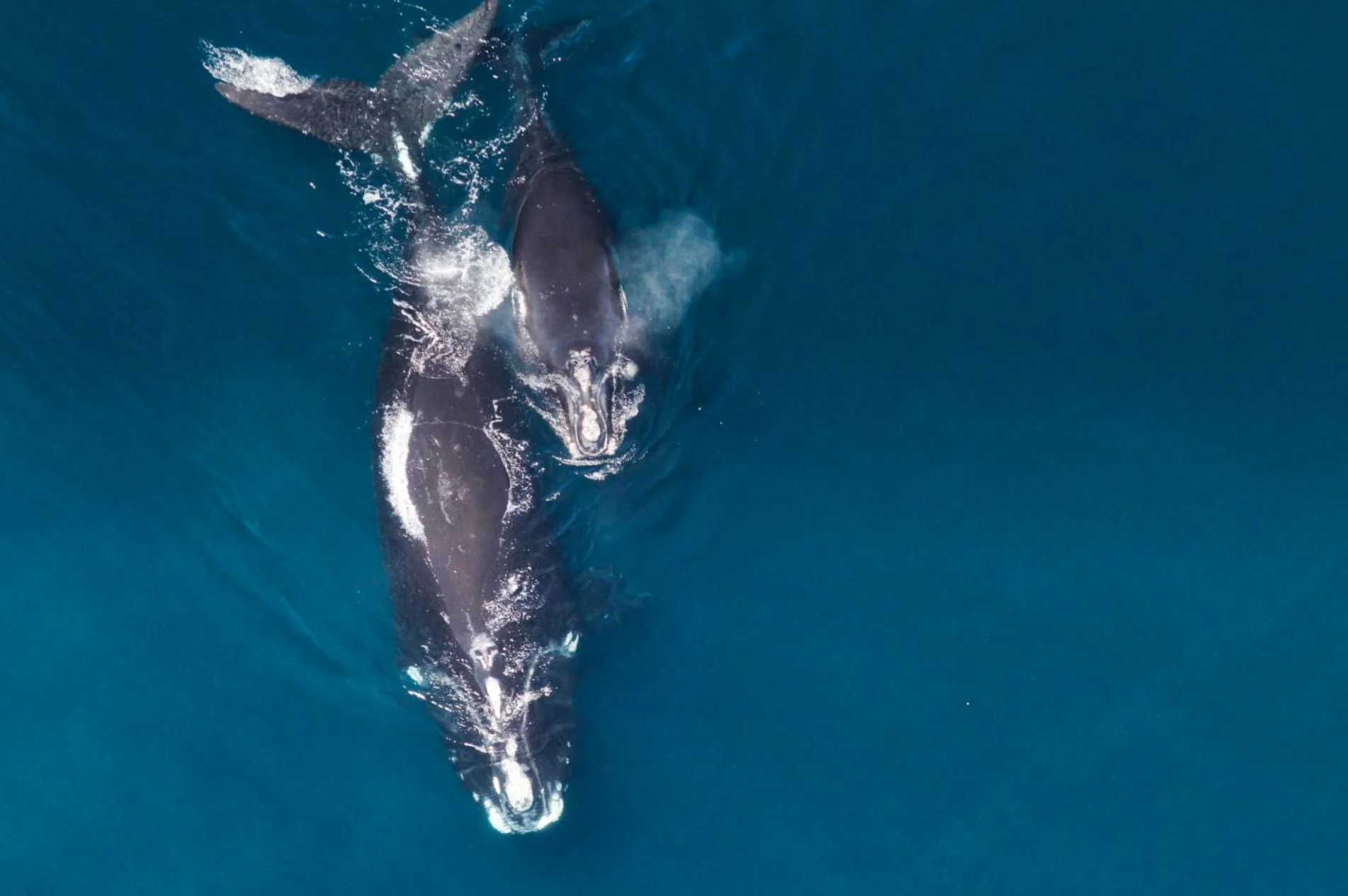 To avoid drawing attention from predators right whale moms 'whisper' to their young ones