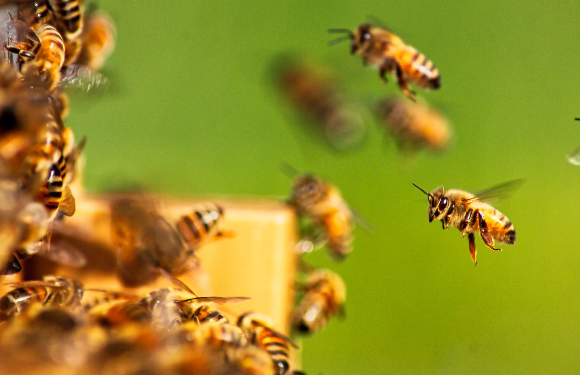 Bees can learn higher numbers than we thought – if we train them the right way