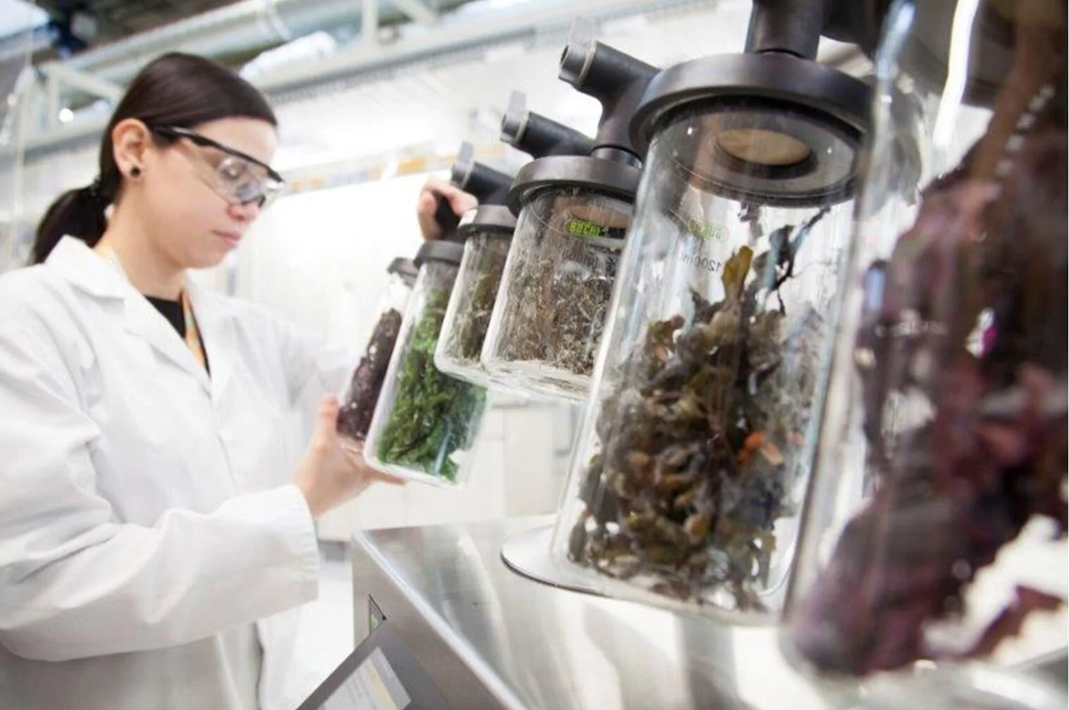 Scientists managed to run a car on fuel made from seaweed