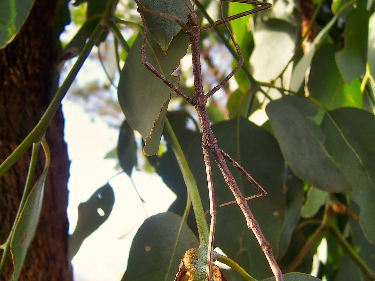 The demise of the dinosaurs forced stick insects into camouflage