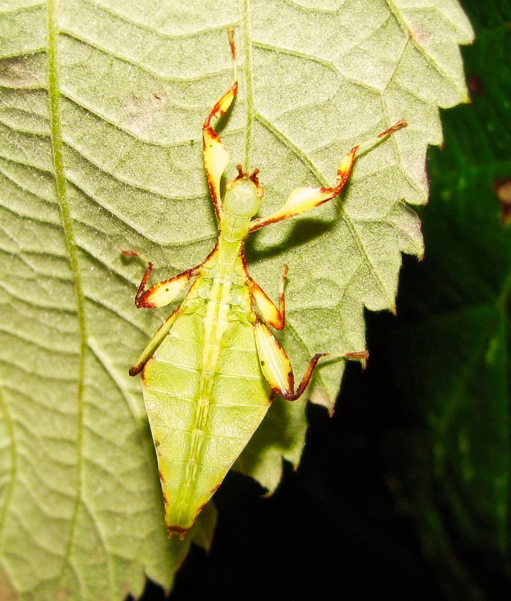 The demise of the dinosaurs forced stick insects into camouflage