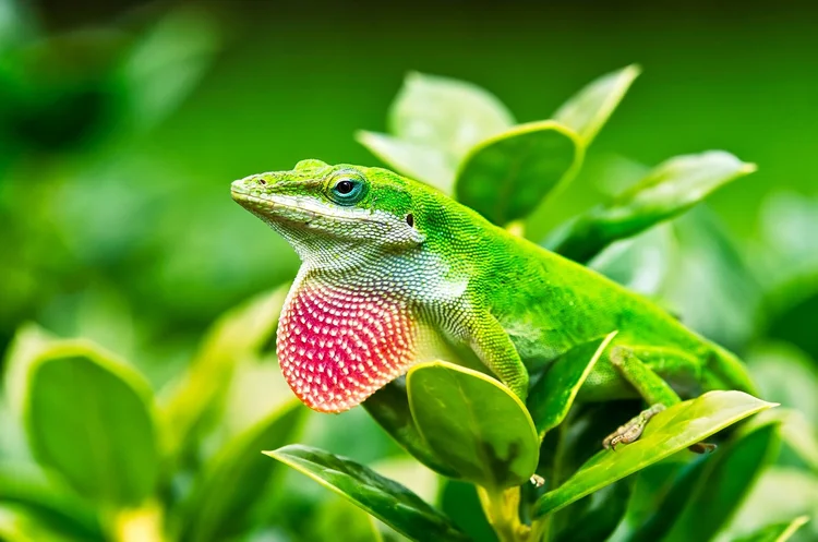 Anolis carolinensis, also known as the Green Anole Lizard– Image Credit:Leena Robinson via Shutterstock - HDR tune by Universal-Sci
