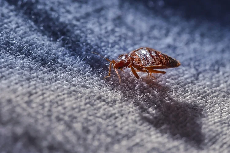Bed bugs: a changin' near you. – Image Credit: Akos Nagy via Shutterstock - HDR tune by Universal-Sci