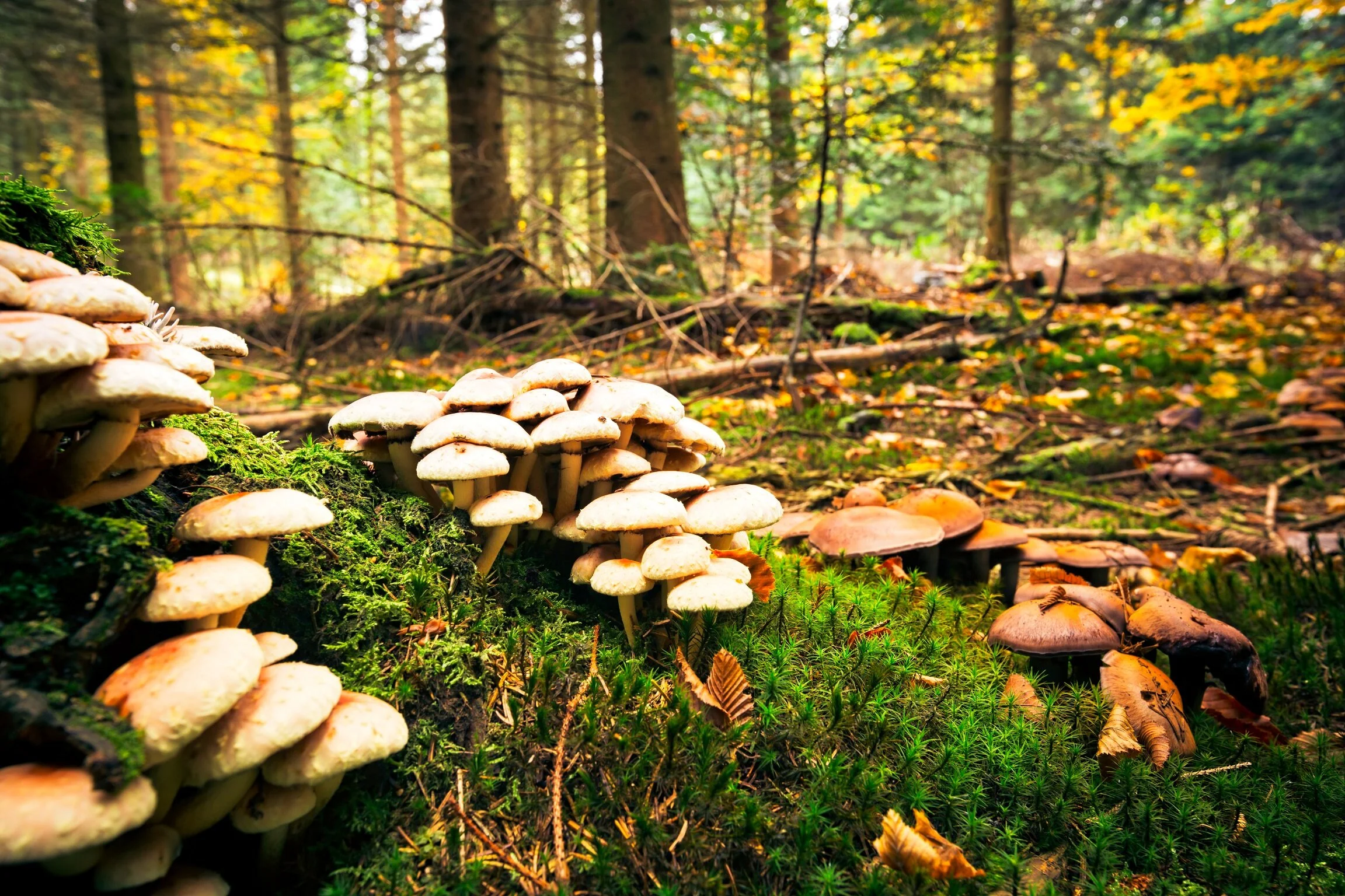 How plants rely on friendly fungal bodyguards