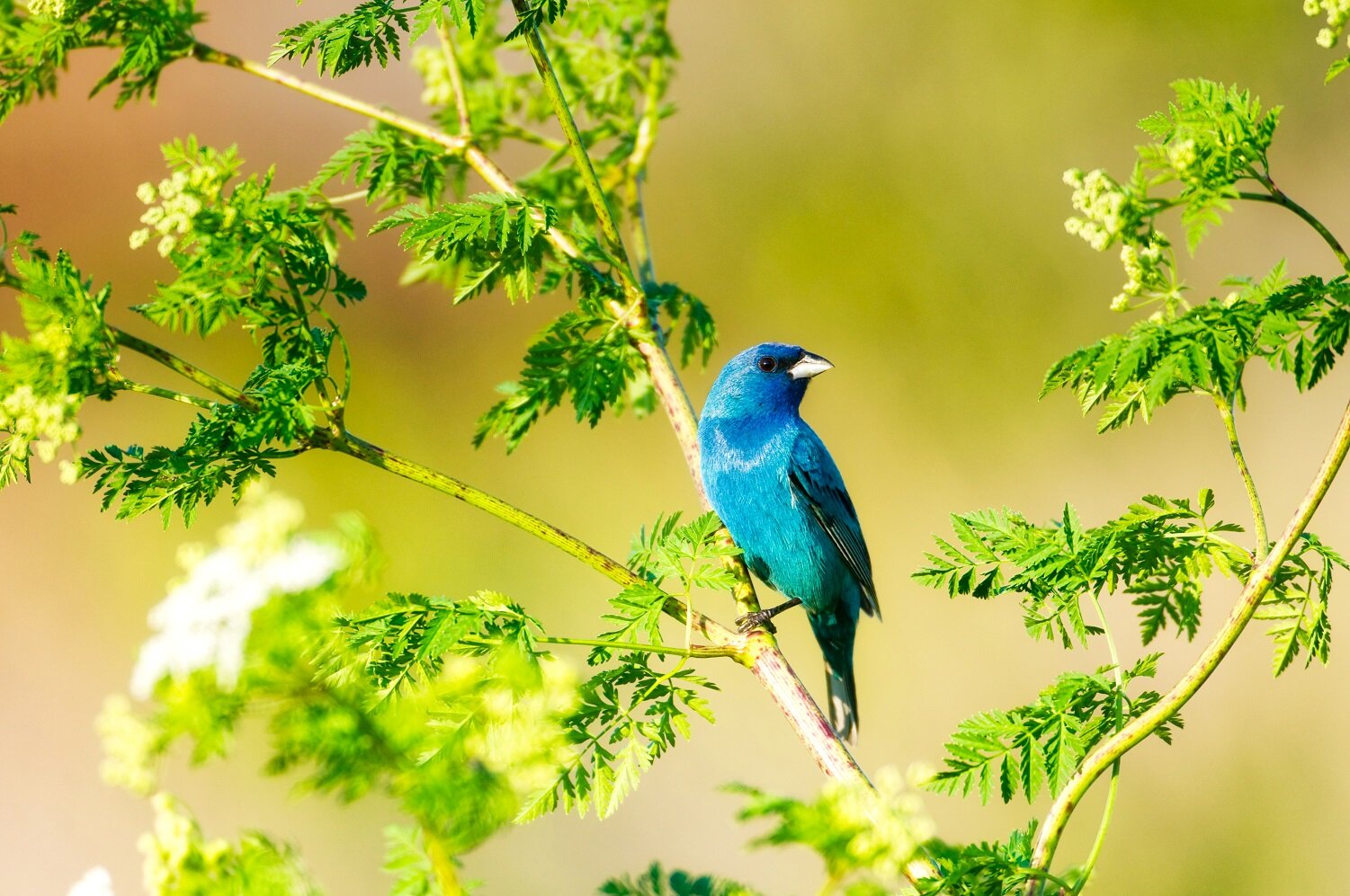 Songbirds that nest in fields and underbrush, like this Indigo Bunting, have declined in many areas overgrazed by deer. – Image Credit: Tony Campbell via Shutterstock / HDR tune by Universal-Sci