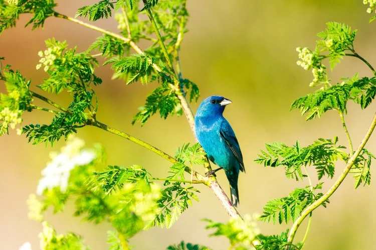 Songbirds that nest in fields and underbrush, like this Indigo Bunting, have declined in many areas overgrazed by deer. – Image Credit:  Tony Campbell via Shutterstock / HDR tune by Universal-Sci