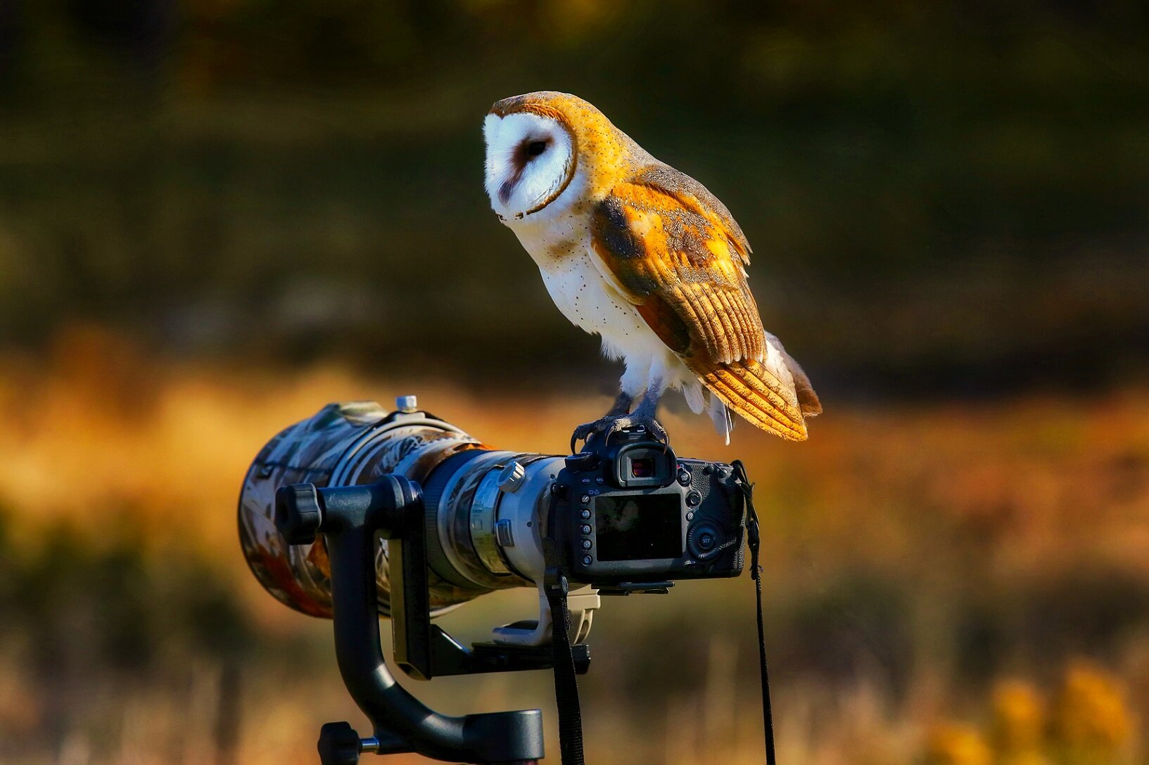 Image Credit: Don Mammoser via Shutterstock/HDR tune by Universal-Sci