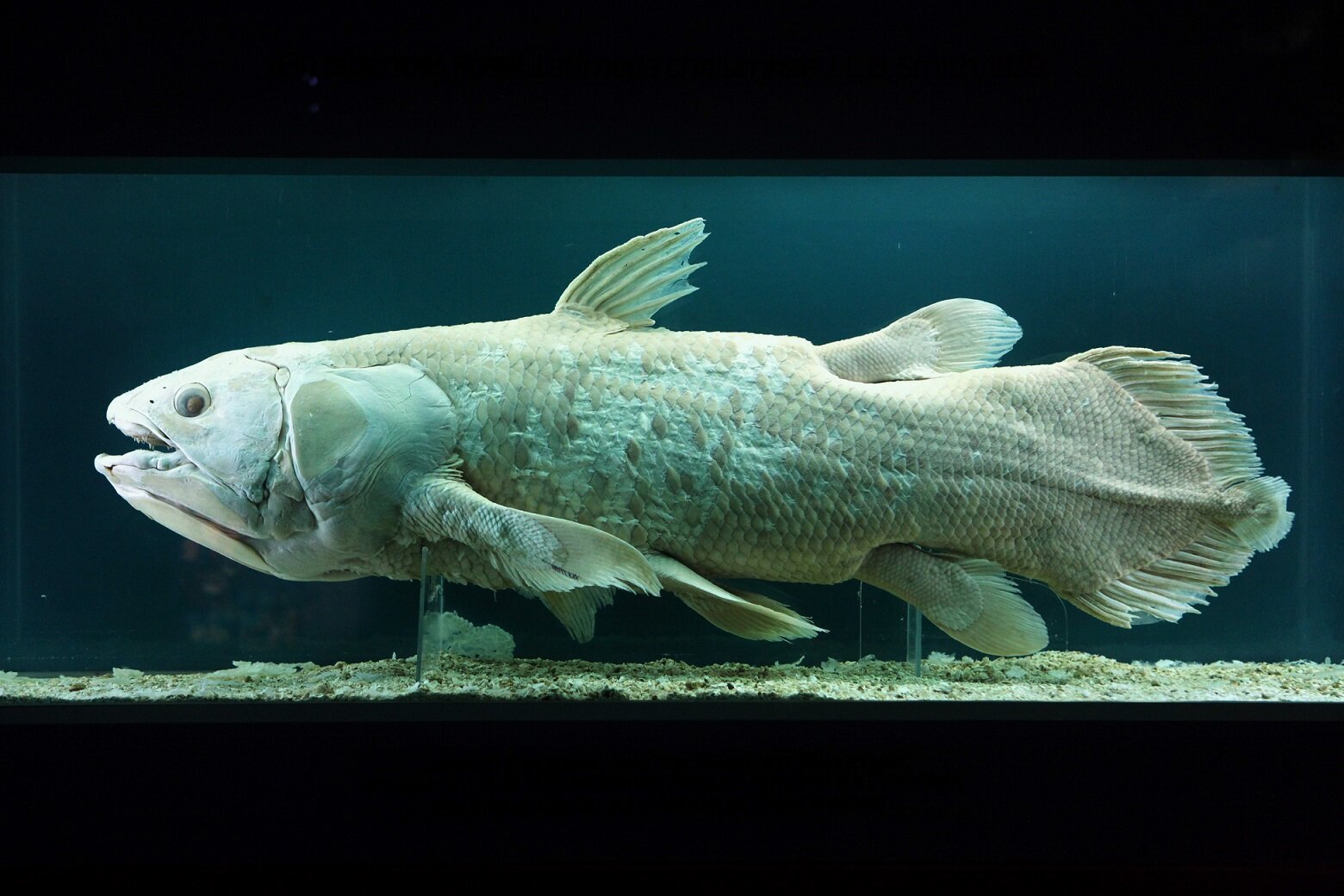 Coelacanths were once thought to have gone extinct 66m years ago. - Image Credit: Vladimir Wrangel via Shutterstock