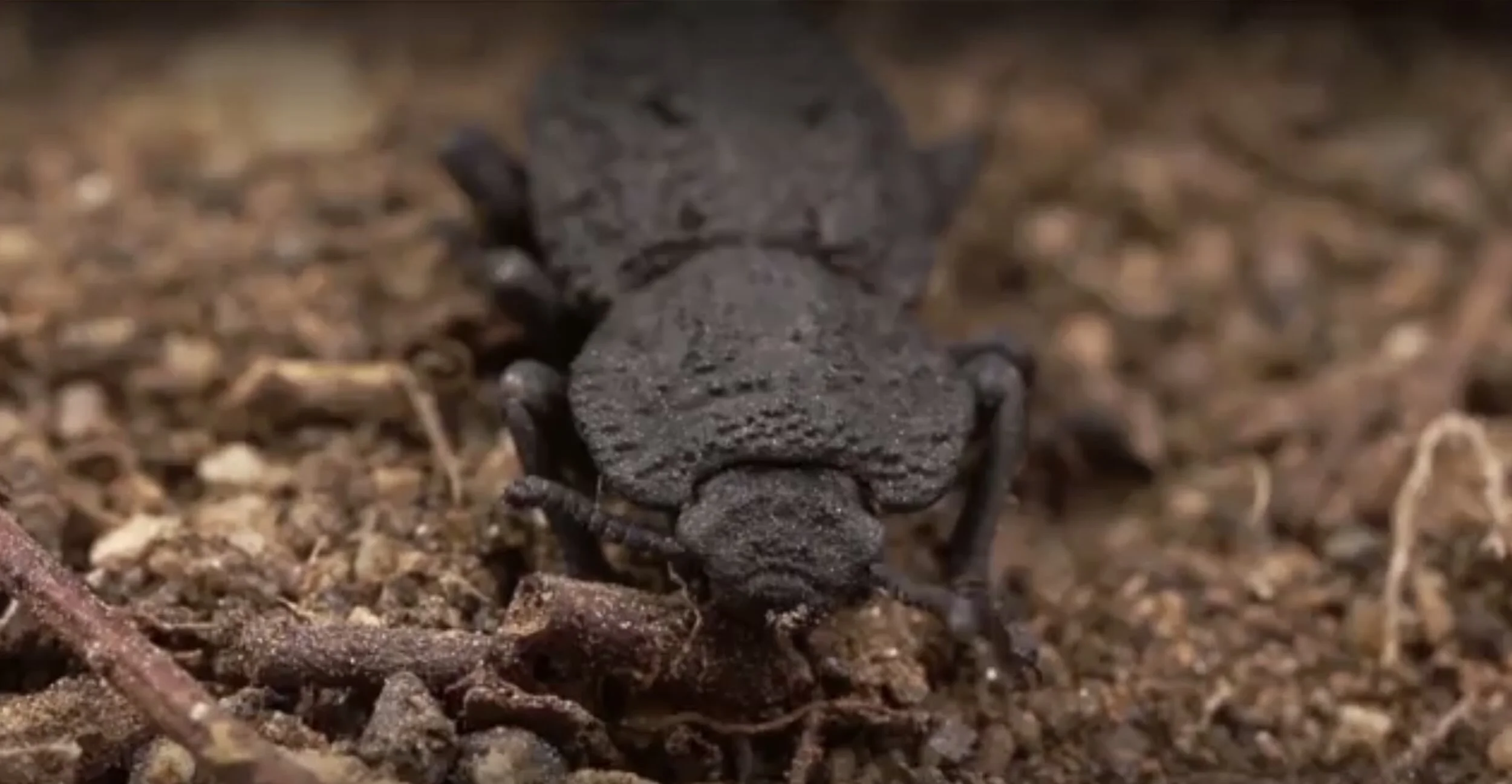 This incredible beetle can endure being run over by a car, inspiring scientists to develop new materials