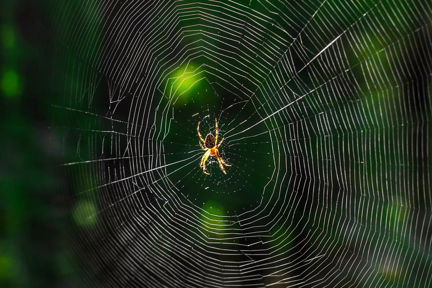 Why we can’t spin a silken yarn as strong as a spider can
