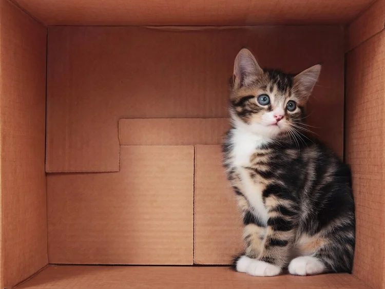 Why can’t cats resist thinking inside the box?