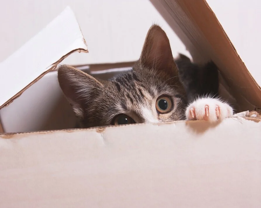 Why can’t cats resist thinking inside the box?