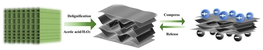 This is how a piezoelectric nanogenerator works: After the rigid wooden structure has been dissolved, a flexible cellulose structure is left behind. When this structure is compressed, charges are separated, creating an electric voltage - Image Credit: ACS Nano