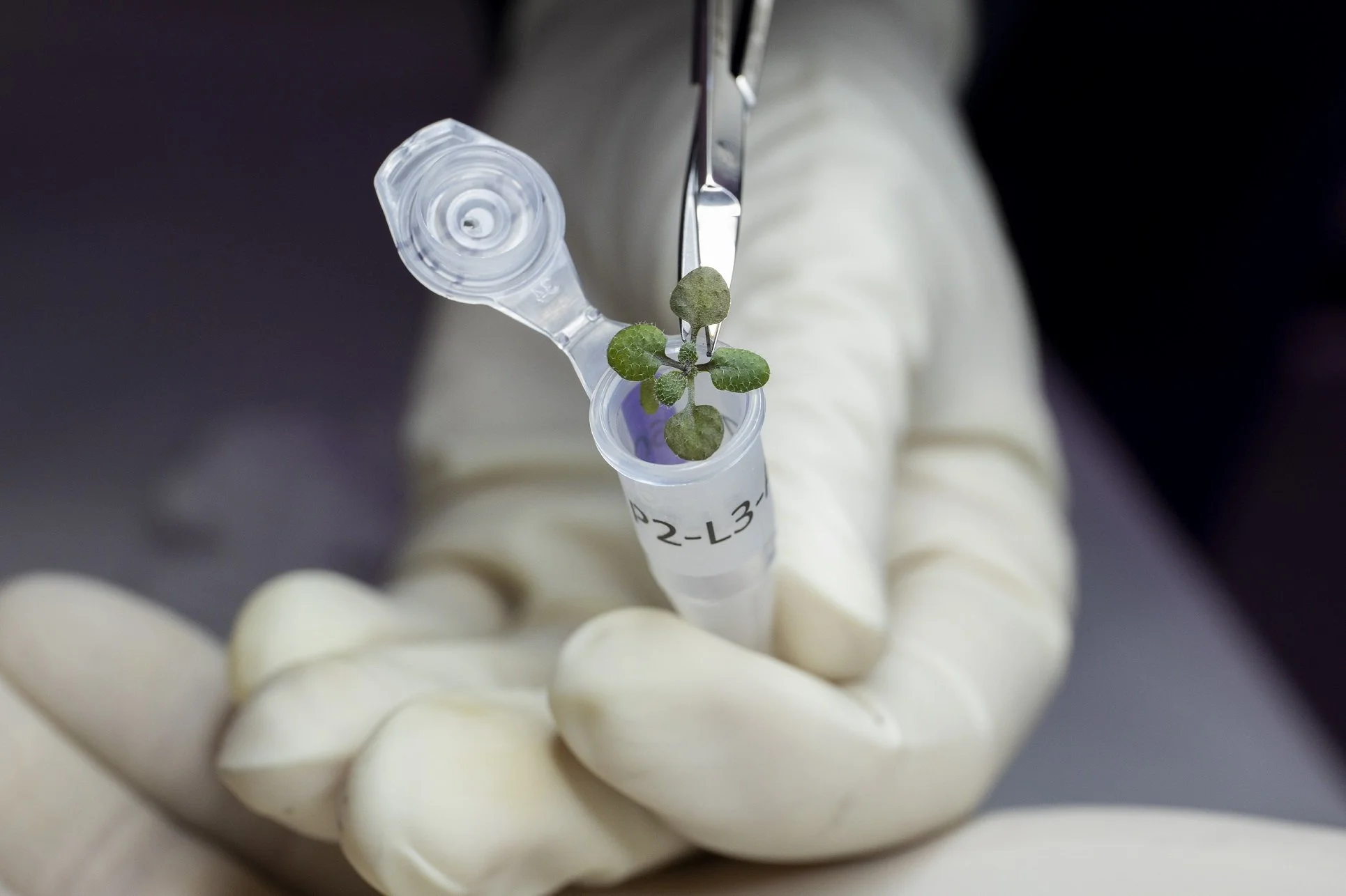 For the first time ever, scientists have been able to grow plants in actual moon soil
