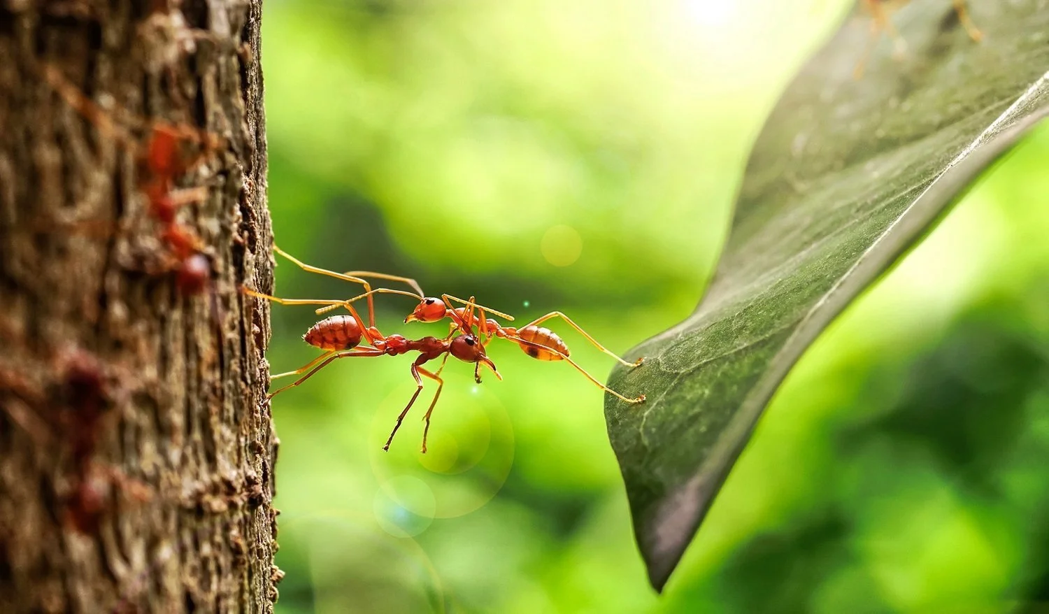 Scientists estimate the number of ants on Earth at a whopping 20 quadrillion!