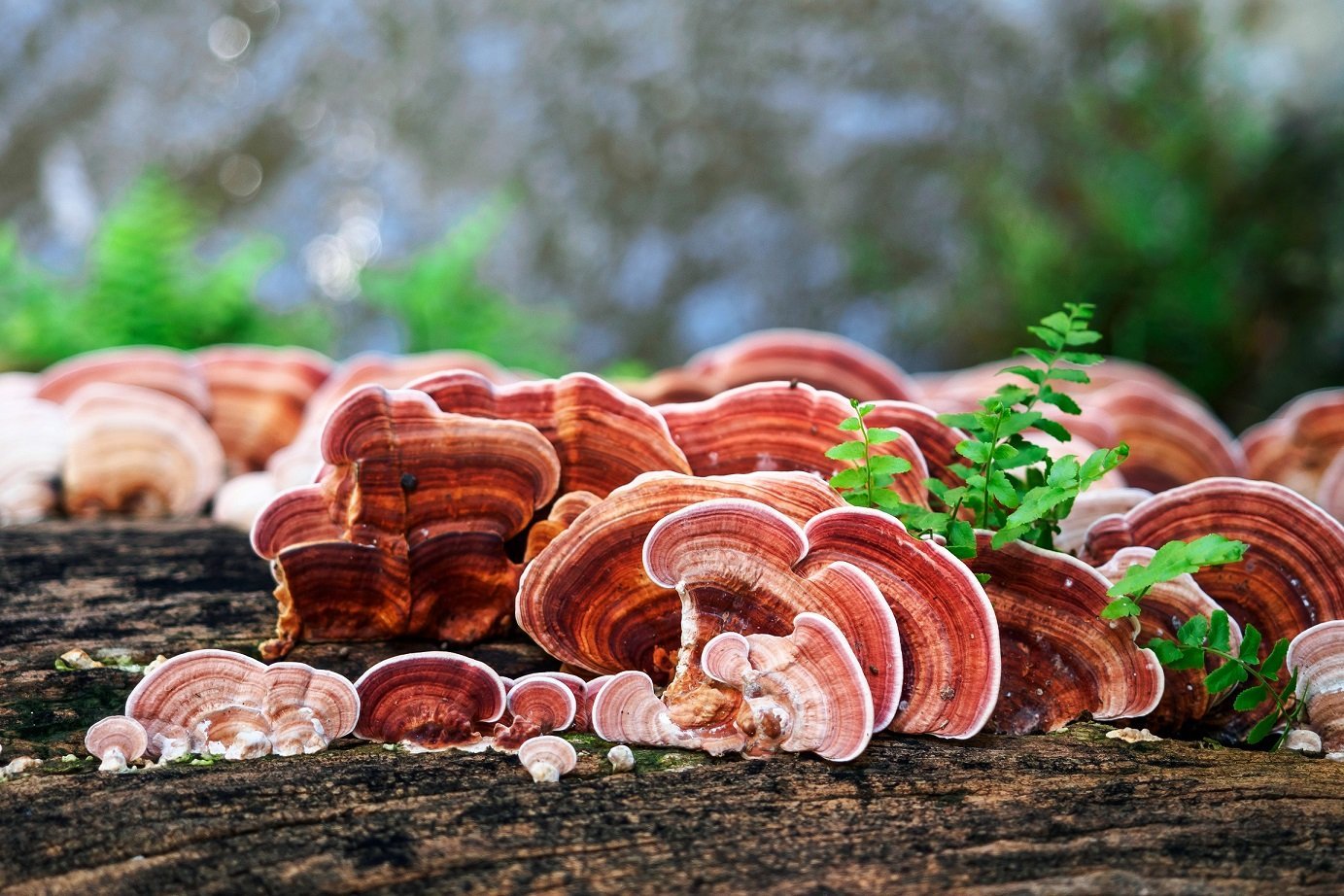 Scientists improved the recyclability of batteries and computer chips using mushroom skin