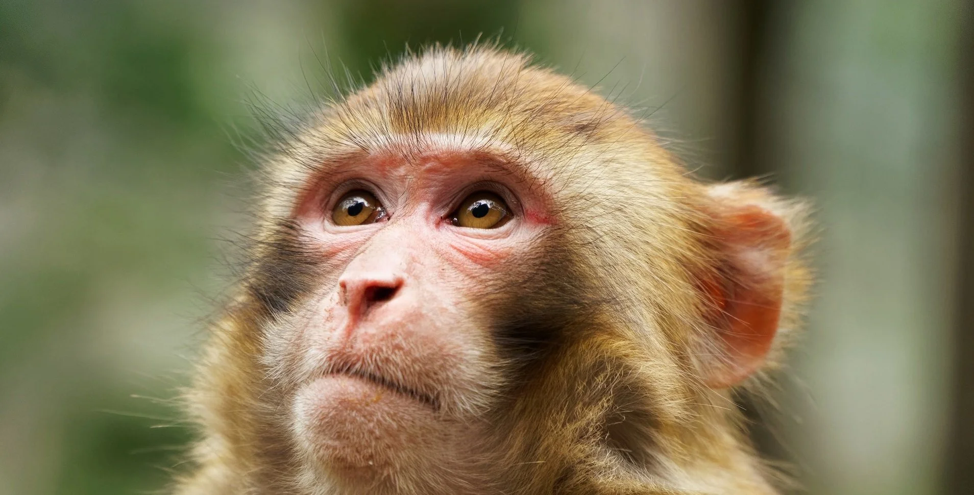 Breakthrough Study Yields Surprising Result: Monkeys Display Advanced Decision-Making Abilities