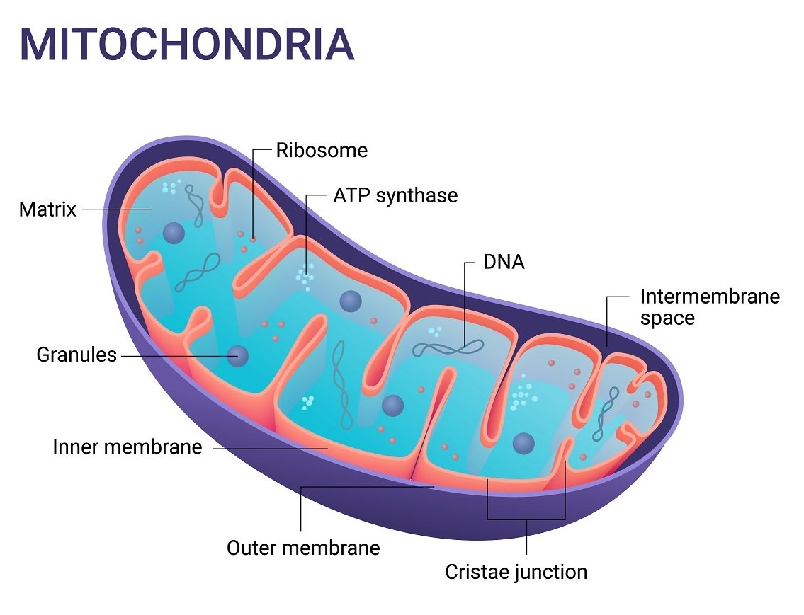 В каких клетках содержится митохондрия. Митохондрия. Митохондрия внутри. Строение митохондрии. Митохондрия разделяется.