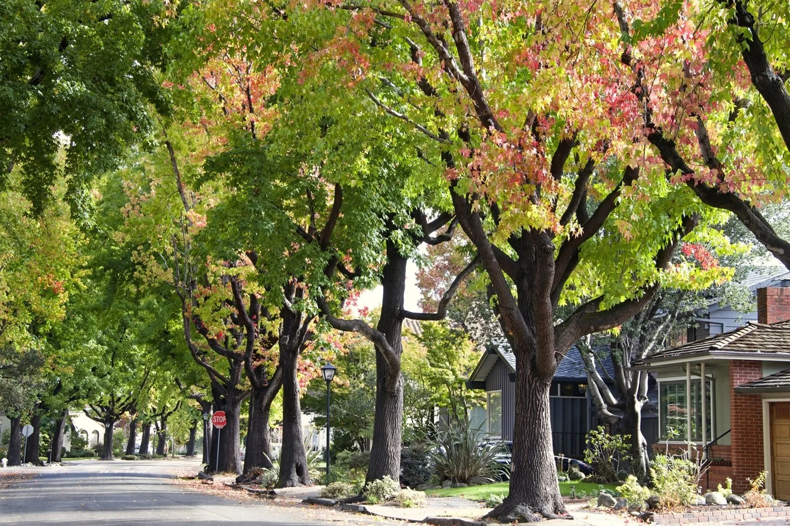 greenery near homes - in-article image.jpg