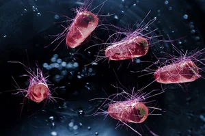 Spring Time Bacteria Unraveling a 150 Year Old Mystery: How Dormant Bacteria Spring Back to Life