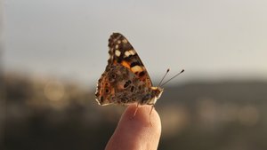 Vanessa cardui - in-article image.jpg