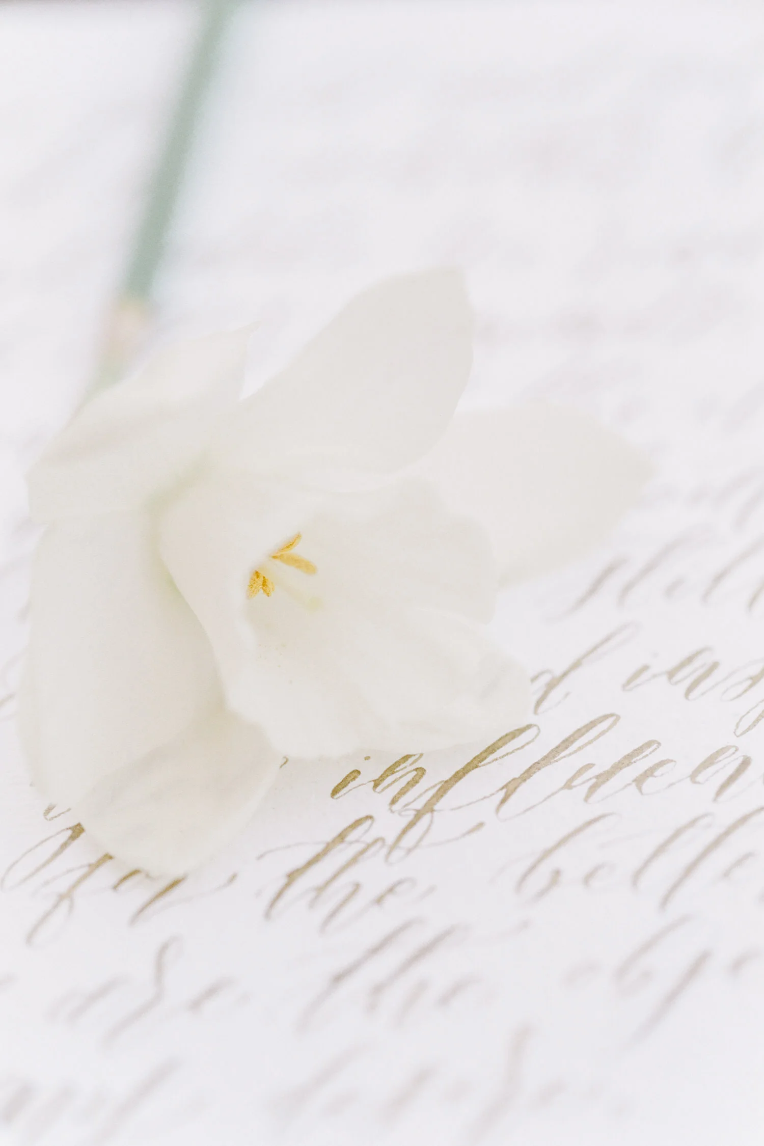 Washington-DC-garden-inspired-editorial-by-Tanya-Isaeva-28.jpg