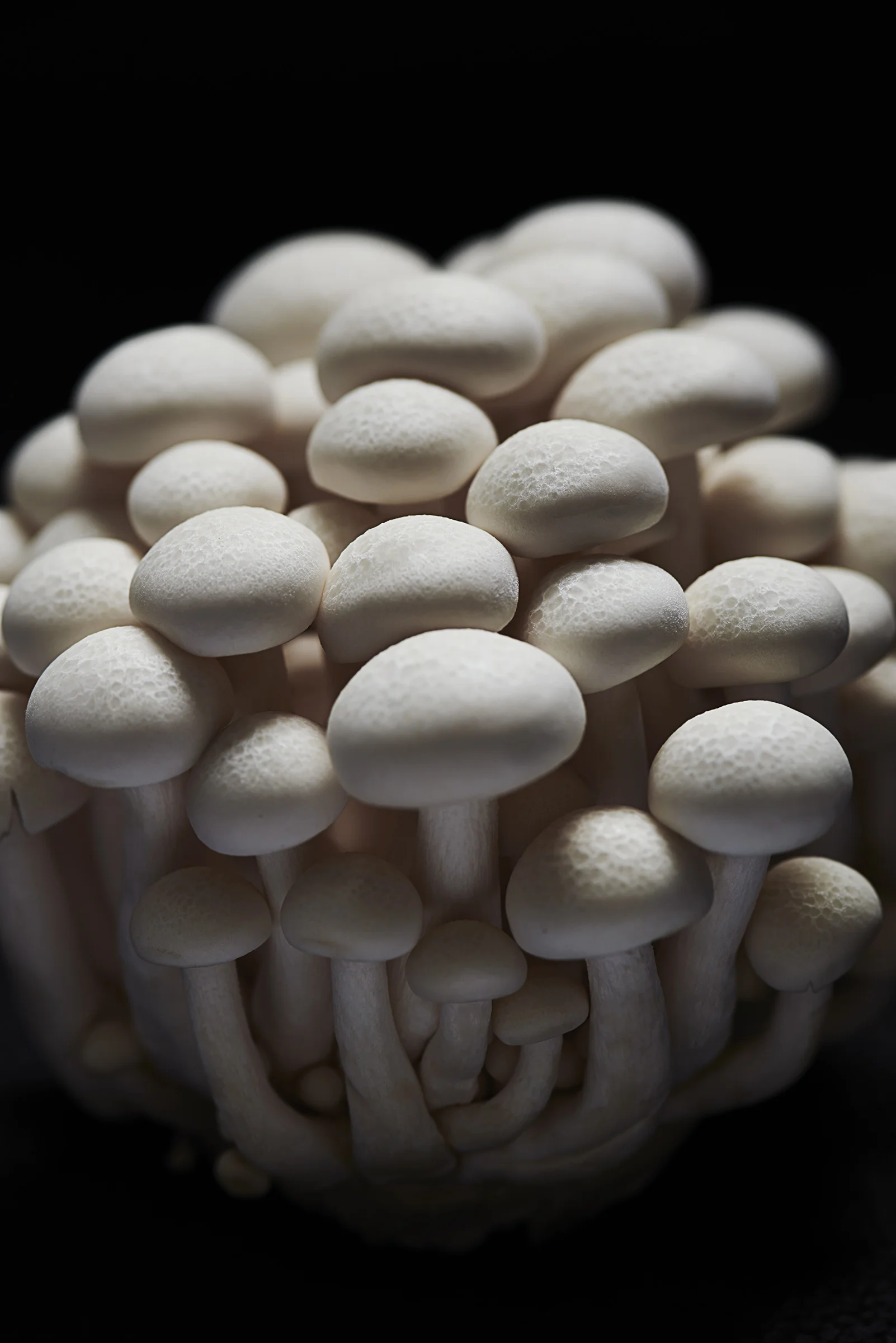 Mushrooms.jpg