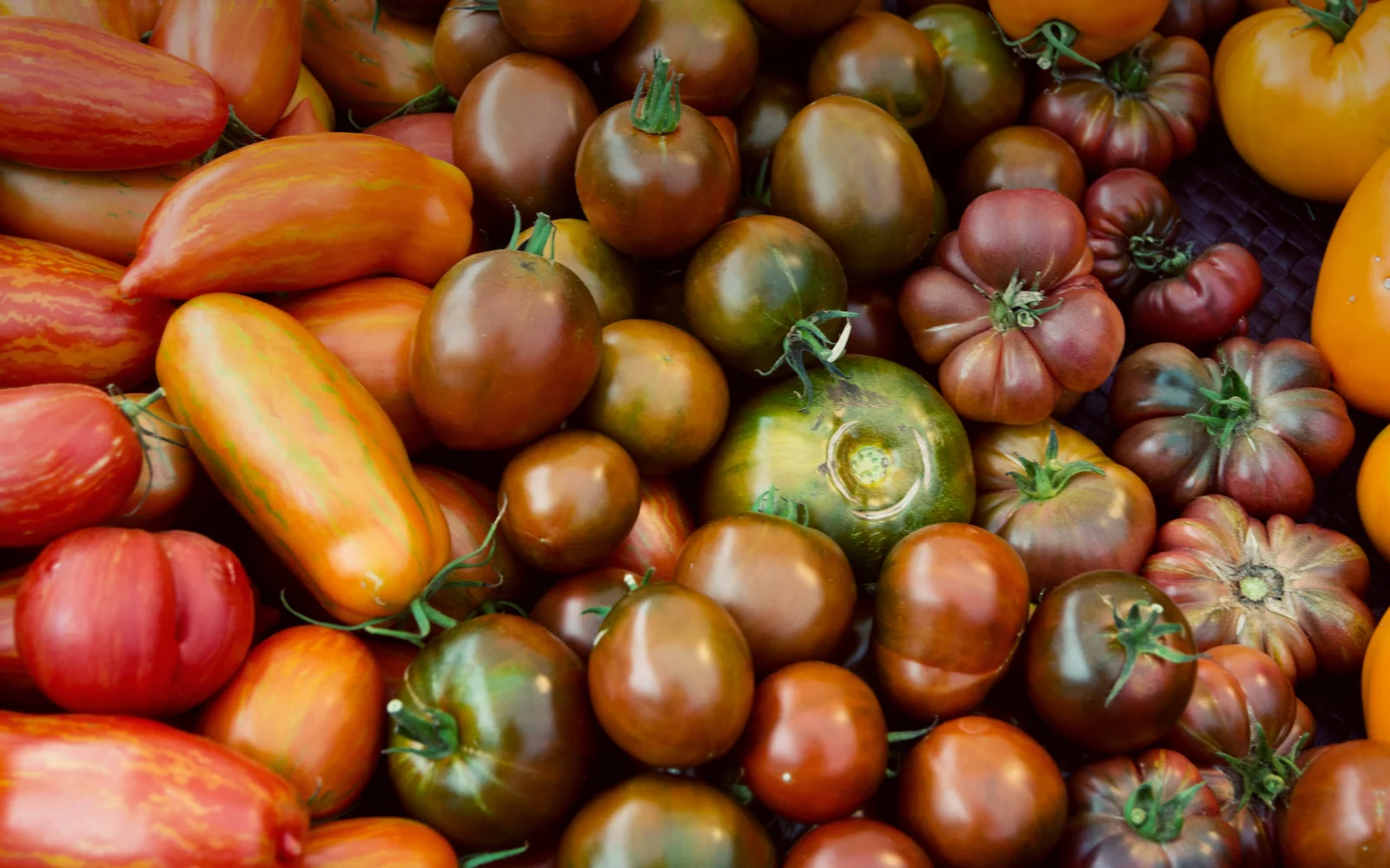 Header.Tomatoes2.jpg