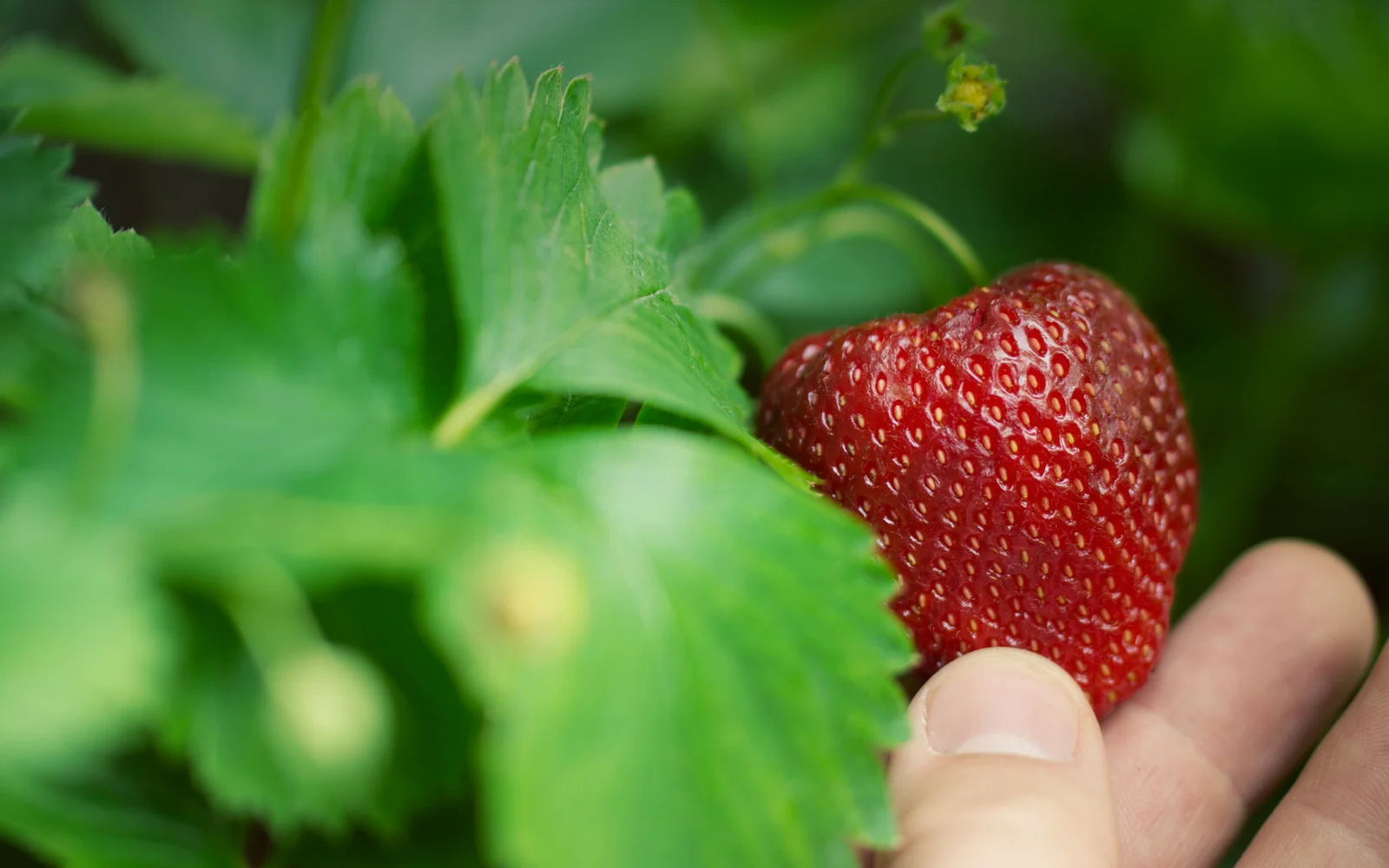 Header.Strawberry.jpg